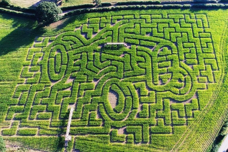 Other image for Get lost as maize maze opens up